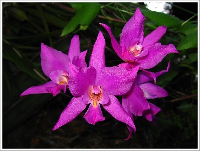 Laelia gouldiana